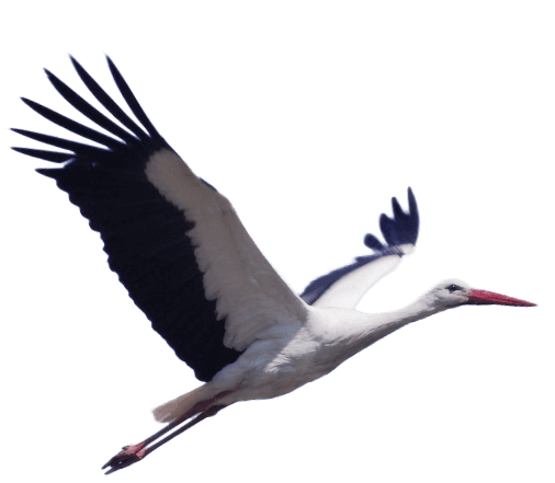 Изображение аиста